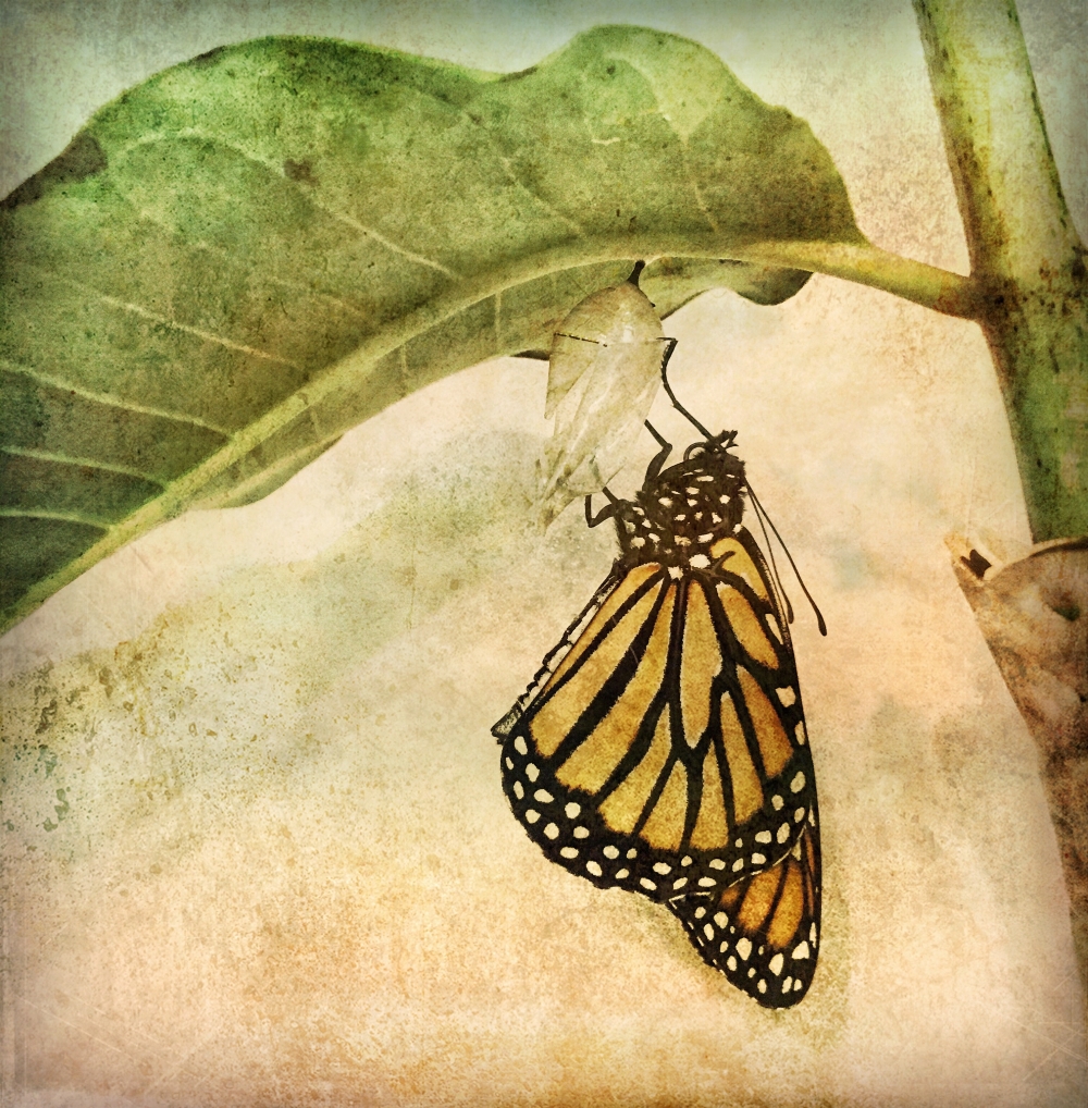 Jennifer_Hogan-MonarchEmergence#1 Resized